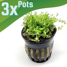 Load image into Gallery viewer, Dwarf Baby Tears 3-10 Pots-Aquatic Plants-Glass Grown-3x Pots-Glass Grown Aquatics-Aquarium live fish plants, decor