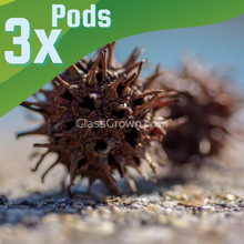 Load image into Gallery viewer, 1 CENT SAMPLE Sweet Gum Pods 3 Pack-Aquarium Decor-Glass Grown Aquatics-Glass Grown Aquatics-Aquarium live fish plants, decor