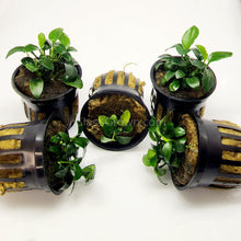 Load image into Gallery viewer, Anubias Nana Petite 3-10 Pots-Aquatic Plants-Glass Grown-3x Pots-Glass Grown Aquatics-Aquarium live fish plants, decor