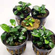 Load image into Gallery viewer, Anubias Nana Petite 3-10 Pots-Aquatic Plants-Glass Grown-3x Pots-Glass Grown Aquatics-Aquarium live fish plants, decor