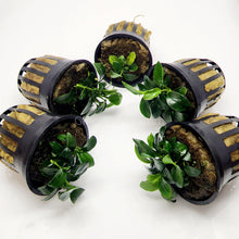 Load image into Gallery viewer, Anubias Nana Petite 3-10 Pots-Aquatic Plants-Glass Grown-3x Pots-Glass Grown Aquatics-Aquarium live fish plants, decor