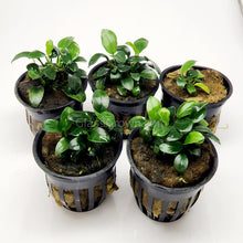 Load image into Gallery viewer, Anubias Nana Petite 3-10 Pots-Aquatic Plants-Glass Grown-3x Pots-Glass Grown Aquatics-Aquarium live fish plants, decor