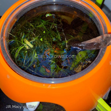 Load image into Gallery viewer, Bunch of Najas Guppy Grass NYE-Aquatic Plants-Glass Grown-Glass Grown Aquatics-Aquarium live fish plants, decor