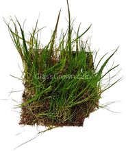 Load image into Gallery viewer, Dwarf Hairgrass 4" Coco Mat-Aquatic Plants-Glass Grown Aquatics-Glass Grown Aquatics-Aquarium live fish plants, decor