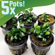 Load image into Gallery viewer, Anubias Nana Petite 3-10 Pots-Aquatic Plants-Glass Grown-3x Pots-Glass Grown Aquatics-Aquarium live fish plants, decor