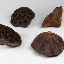 Load image into Gallery viewer, Dried Lotus Pods 3 Pack-Aquarium Decor-Glass Grown Aquatics-Small (Under 3" - 3 Pack)-Glass Grown Aquatics-Aquarium live fish plants, decor