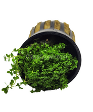Load image into Gallery viewer, Dwarf Baby Tears 3-10 Pots-Aquatic Plants-Glass Grown-3x Pots-Glass Grown Aquatics-Aquarium live fish plants, decor