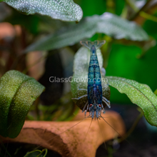 Load image into Gallery viewer, Assorted Bucephalandra Tub-Aquatic Plants-Glass Grown Aquatics-Glass Grown Aquatics-Aquarium live fish plants, decor