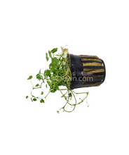 Load image into Gallery viewer, Potted Hydrocotyle tripartita Japan-Aquatic Plants-Glass Grown-Glass Grown Aquatics-Aquarium live fish plants, decor