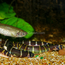 Load image into Gallery viewer, Kuhli Loach 3 Pack-Live Animals-Glass Grown Aquatics-School of 3-Glass Grown Aquatics-Aquarium live fish plants, decor