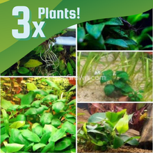 Load image into Gallery viewer, Bestselling Anubias Starter Pack (3 Plants)-Aquatic Plants-Glass Grown-Glass Grown Aquatics-Aquarium live fish plants, decor