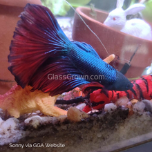 Load image into Gallery viewer, Male Halfmoon Betta-Live Animals-Glass Grown-Leave us your top three choices on Checkout! :)-Glass Grown Aquatics-Aquarium live fish plants, decor