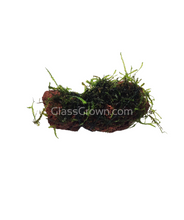 Load image into Gallery viewer, Java on a Lava! Java Moss on a Lava Rock-Aquatic Plants-Glass Grown-One Rock-Glass Grown Aquatics-Aquarium live fish plants, decor