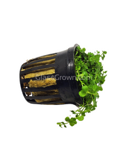 Load image into Gallery viewer, Monte Carlo 3-10 Pots-Aquatic Plants-Glass Grown-3x Pots-Glass Grown Aquatics-Aquarium live fish plants, decor