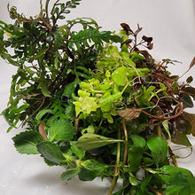 Load image into Gallery viewer, Mystery Bunch plant NYE-Aquatic Plants-Glass Grown Aquatics-Single-Glass Grown Aquatics-Aquarium live fish plants, decor