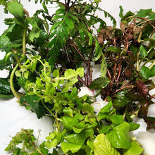 Load image into Gallery viewer, Mystery Bunch plant NYE-Aquatic Plants-Glass Grown Aquatics-Single-Glass Grown Aquatics-Aquarium live fish plants, decor