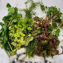 Load image into Gallery viewer, Mystery Bunch plant NYE-Aquatic Plants-Glass Grown Aquatics-Single-Glass Grown Aquatics-Aquarium live fish plants, decor