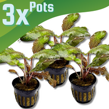 Load image into Gallery viewer, Cryptocoryne Wendtii Bronze Pots NYE-Aquatic Plants-Glass Grown-1 Pot-Glass Grown Aquatics-Aquarium live fish plants, decor