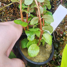 Load image into Gallery viewer, Rotala Vietam H'ra-Aquatic Plants-Glass Grown-Bunch-Glass Grown Aquatics-Aquarium live fish plants, decor