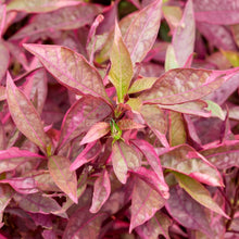 Load image into Gallery viewer, 1 CENT SAMPLE Mystery Red Stem Plant-Aquatic Plants-Glass Grown Aquatics-Glass Grown Aquatics-Aquarium live fish plants, decor