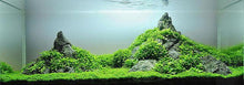 Load image into Gallery viewer, Dwarf Baby Tears 4" Coir Mat-Aquatic Plants-Glass Grown-Glass Grown Aquatics-Aquarium live fish plants, decor