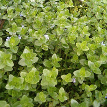 Load image into Gallery viewer, Mystery Bunch plant NYE-Aquatic Plants-Glass Grown Aquatics-Single-Glass Grown Aquatics-Aquarium live fish plants, decor