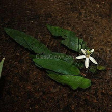 Load image into Gallery viewer, Barclaya Longifolia Bulb-Aquatic Plants-Glass Grown Aquatics-Glass Grown Aquatics-Aquarium live fish plants, decor