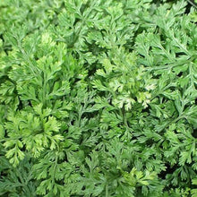 Load image into Gallery viewer, Potted Mini Bolbitis Heteroclita-Aquatic Plants-Glass Grown Aquatics-Glass Grown Aquatics-Aquarium live fish plants, decor