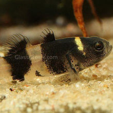 Load image into Gallery viewer, Bumblebee Goby (Brachygobius xanthomelas)-Live Animals-Glass Grown Aquatics-Single-Glass Grown Aquatics-Aquarium live fish plants, decor