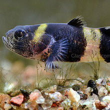Load image into Gallery viewer, Bumblebee Goby (Brachygobius xanthomelas)-Live Animals-Glass Grown Aquatics-Single-Glass Grown Aquatics-Aquarium live fish plants, decor