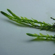 Load image into Gallery viewer, Willow Moss 2oz Portion-Aquatic Plants-Glass Grown Aquatics-Glass Grown Aquatics-Aquarium live fish plants, decor