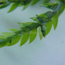 Load image into Gallery viewer, Willow Moss 2oz Portion-Aquatic Plants-Glass Grown Aquatics-Glass Grown Aquatics-Aquarium live fish plants, decor