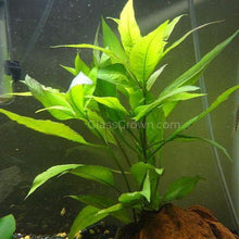 Load image into Gallery viewer, Mystery Bunch plant NYE-Aquatic Plants-Glass Grown Aquatics-Single-Glass Grown Aquatics-Aquarium live fish plants, decor