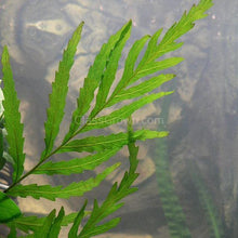 Load image into Gallery viewer, African Water Fern (Bolbitis Heudelotii)-Aquatic Plants-Glass Grown Aquatics-Glass Grown Aquatics-Aquarium live fish plants, decor