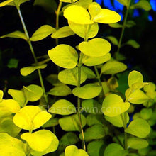 Load image into Gallery viewer, Mystery Bunch plant NYE-Aquatic Plants-Glass Grown Aquatics-Single-Glass Grown Aquatics-Aquarium live fish plants, decor