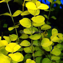 Load image into Gallery viewer, 1 CENT SAMPLE Mystery Red Stem Plant-Aquatic Plants-Glass Grown Aquatics-Glass Grown Aquatics-Aquarium live fish plants, decor