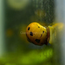 Load image into Gallery viewer, 1 CENT SAMPLE 3x Mystery Nerite Snails-Live Animals-Glass Grown Aquatics-Glass Grown Aquatics-Aquarium live fish plants, decor
