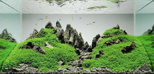 Load image into Gallery viewer, Dwarf Baby Tears 4" Coir Mat-Aquatic Plants-Glass Grown-Glass Grown Aquatics-Aquarium live fish plants, decor