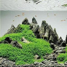 Load image into Gallery viewer, Dwarf Baby Tears on Lava Rock-Aquatic Plants-Glass Grown-Glass Grown Aquatics-Aquarium live fish plants, decor