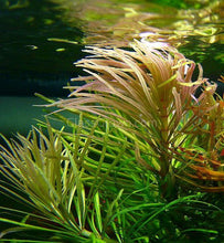 Load image into Gallery viewer, Bunch Pogostemon Stellatus 'Octopus'-Aquatic Plants-Glass Grown Aquatics-Glass Grown Aquatics-Aquarium live fish plants, decor
