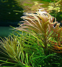 Load image into Gallery viewer, Potted Pogostemon Stellatus 'Octopus'-Aquatic Plants-Glass Grown Aquatics-Glass Grown Aquatics-Aquarium live fish plants, decor