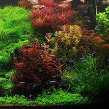 Load image into Gallery viewer, Mystery Bunch plant NYE-Aquatic Plants-Glass Grown Aquatics-Single-Glass Grown Aquatics-Aquarium live fish plants, decor