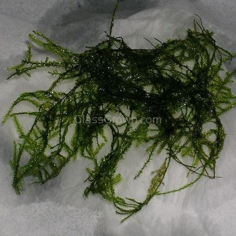 Willow Moss 2oz Portion – Glass Grown Aquatics
