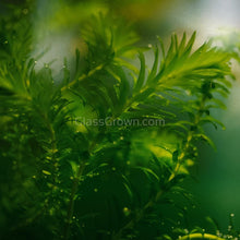 Load image into Gallery viewer, Grower's Choice Low Light Plants (6 Bunches)-Aquatic Plants-Glass Grown Aquatics-Glass Grown Aquatics-Aquarium live fish plants, decor