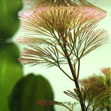 Load image into Gallery viewer, Grower's Choice High Light Plants (6 Bunches)-Aquatic Plants-Glass Grown Aquatics-Glass Grown Aquatics-Aquarium live fish plants, decor