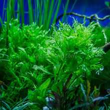 Load image into Gallery viewer, Grower's Choice Low Light Plants (6 Bunches)-Aquatic Plants-Glass Grown Aquatics-Glass Grown Aquatics-Aquarium live fish plants, decor