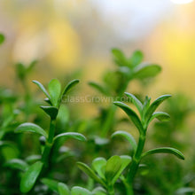 Load image into Gallery viewer, Grower's Choice Low Light Plants (6 Bunches)-Aquatic Plants-Glass Grown Aquatics-Glass Grown Aquatics-Aquarium live fish plants, decor