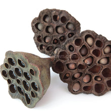 Load image into Gallery viewer, Dried Lotus Pods 3 Pack-Aquarium Decor-Glass Grown Aquatics-Large (Over 3" - 3 Pack)-Glass Grown Aquatics-Aquarium live fish plants, decor