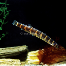 Load image into Gallery viewer, Kuhli Loach 3 Pack-Live Animals-Glass Grown Aquatics-School of 3-Glass Grown Aquatics-Aquarium live fish plants, decor