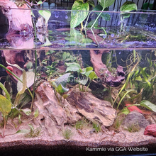 Load image into Gallery viewer, Amazon Sword 3-10 Pots-Aquatic Plants-Glass Grown-pack of 3 pots-Glass Grown Aquatics-Aquarium live fish plants, decor